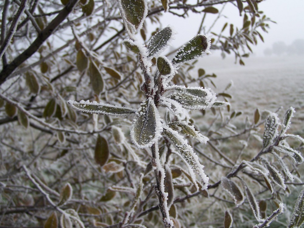 el frio invierno una helada