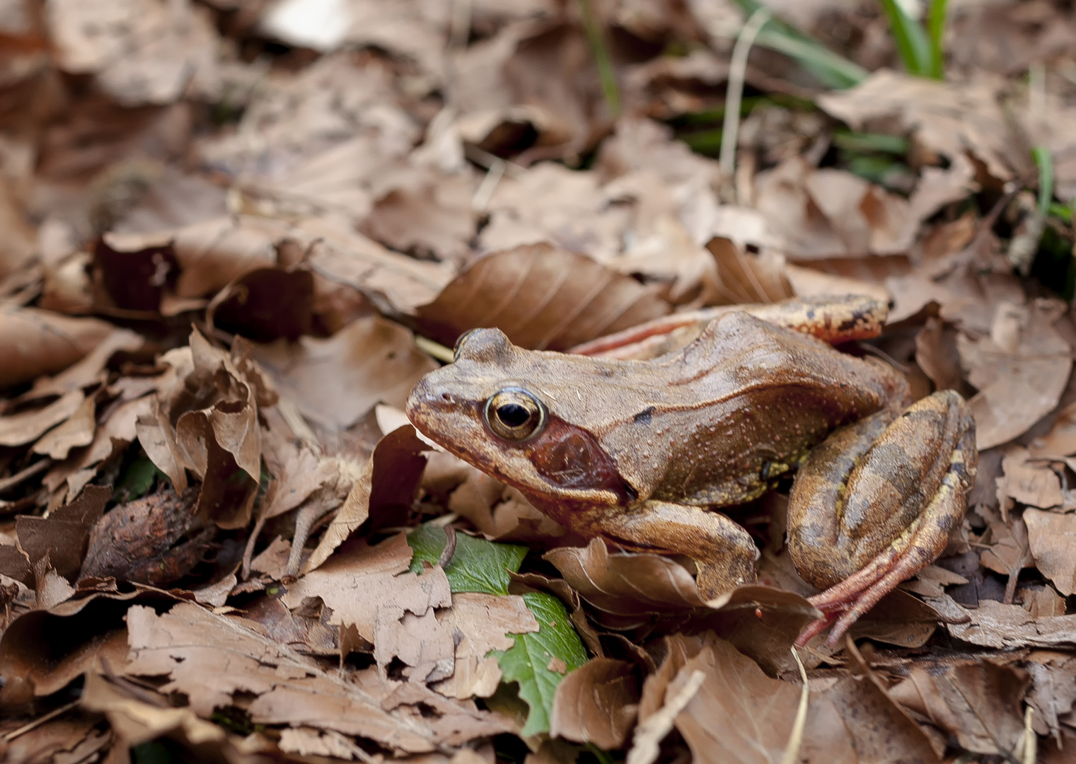 el froggo