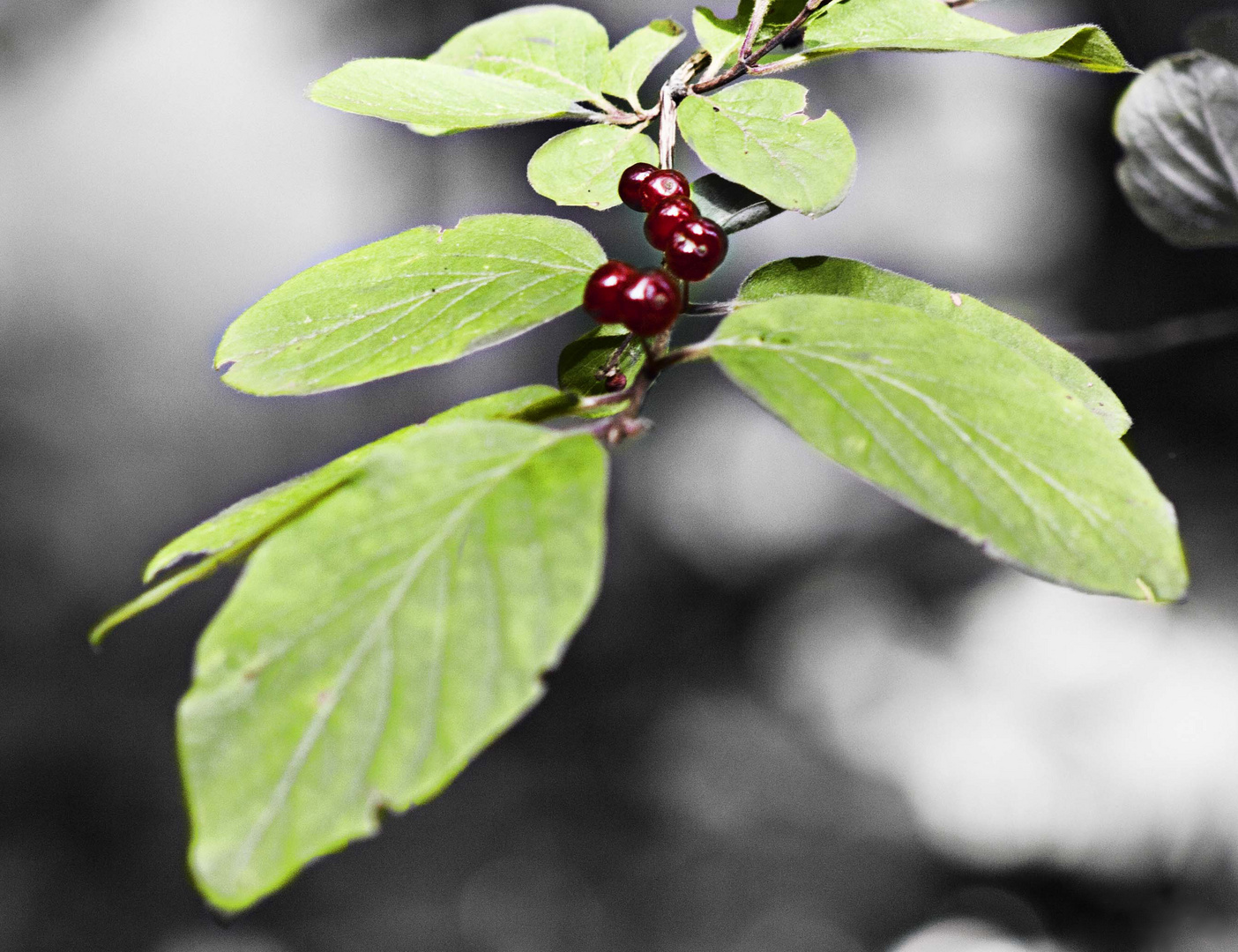 El fruto de la pasión