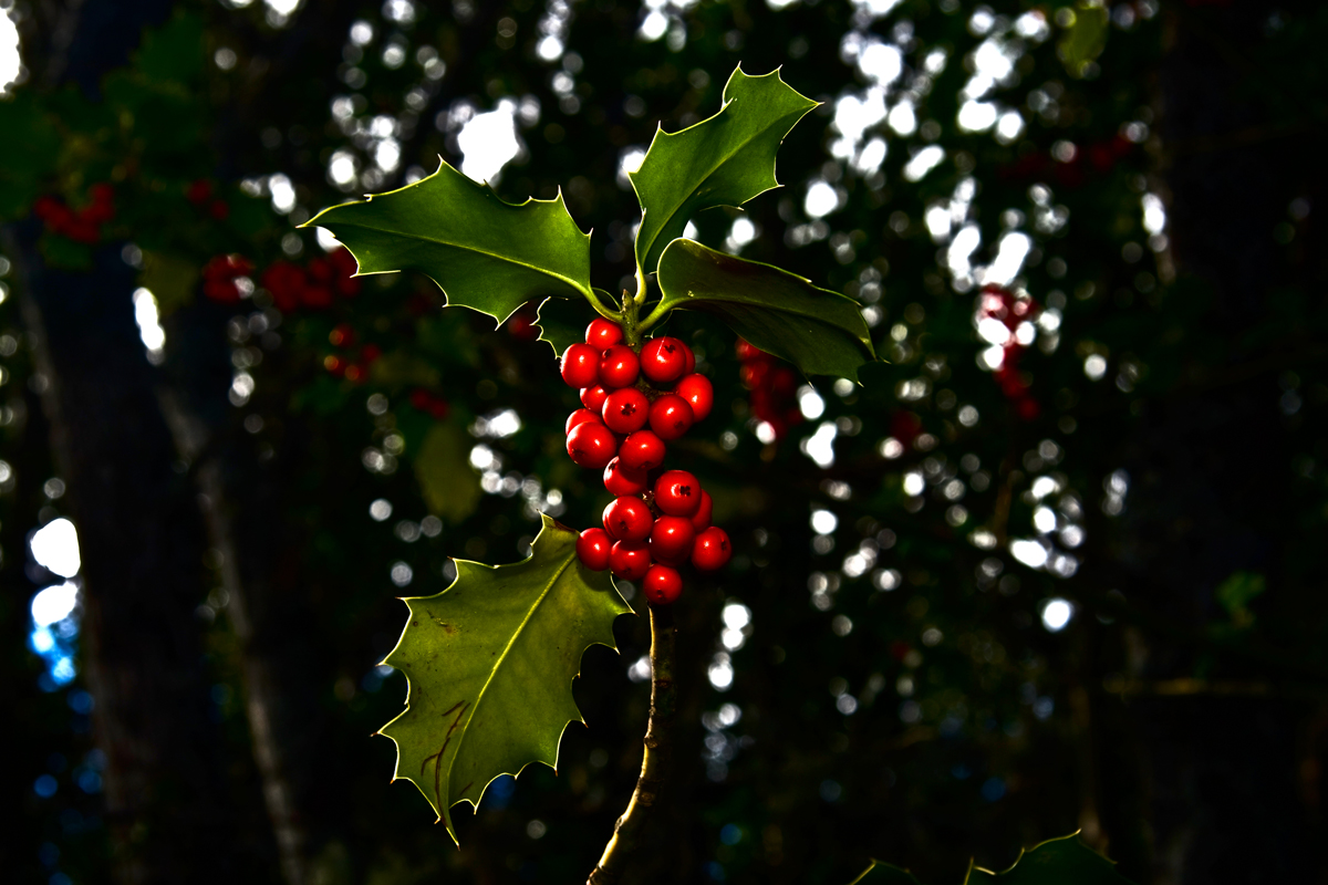 El fruto del acebo