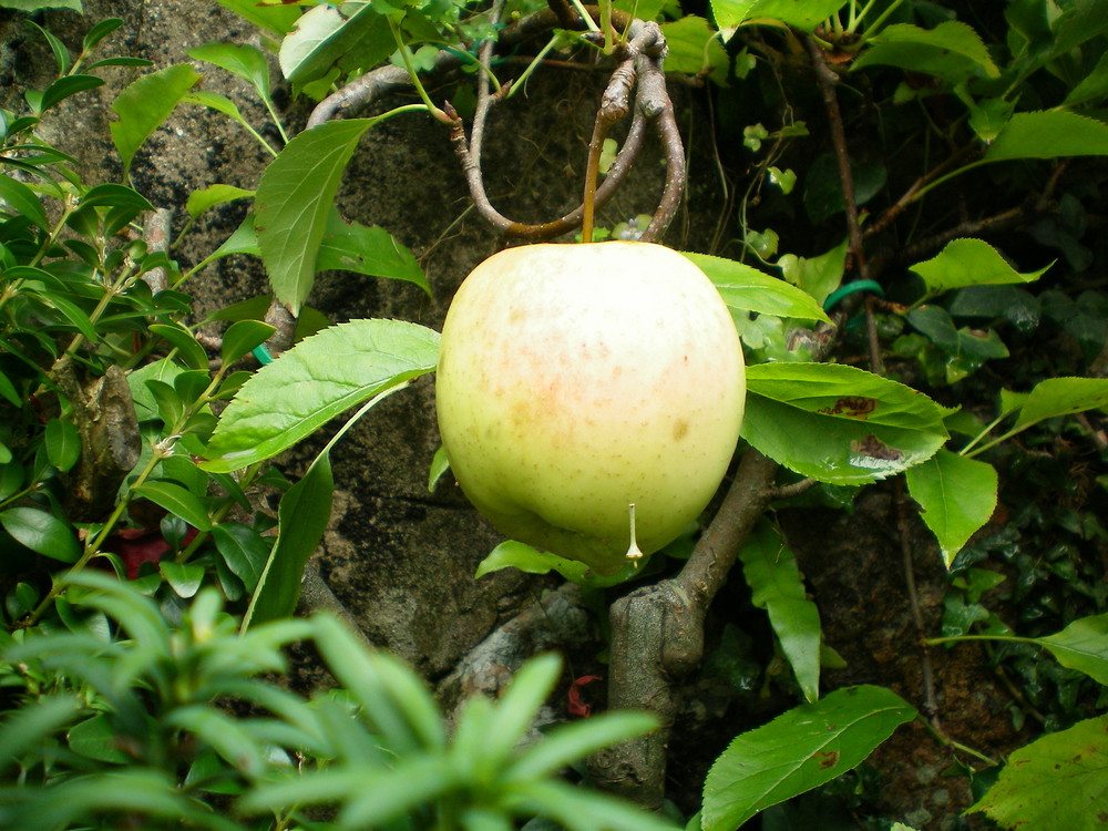 EL FRUTO PROHIBIDO