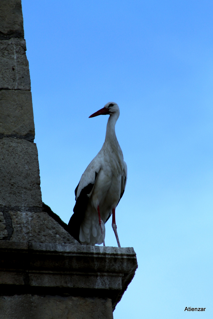 El galan