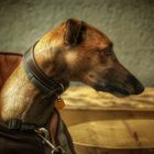 ...el galgo...