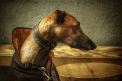 ...el galgo...