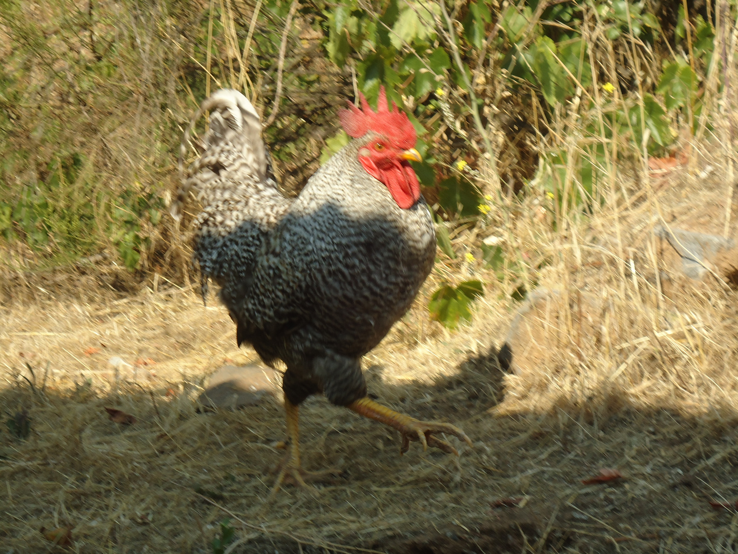 EL GALLO