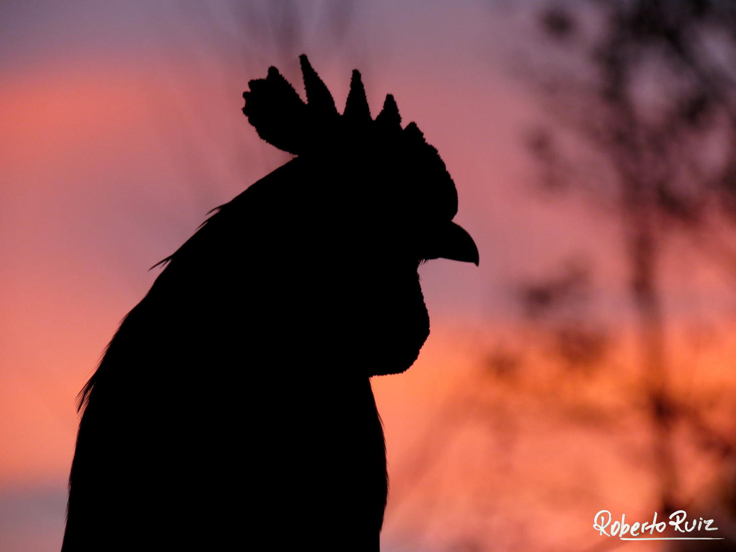 El Gallo