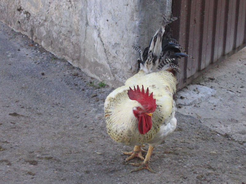 El gallo de Cantabria.