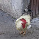 El gallo de Cantabria.