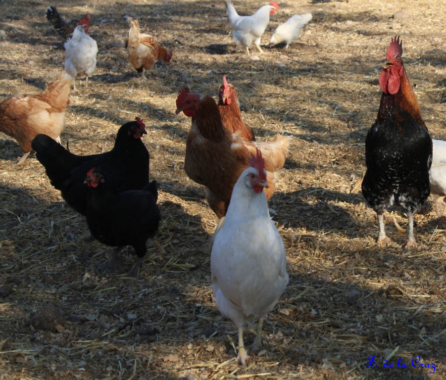 EL GALLO Y LAS GALLINAS