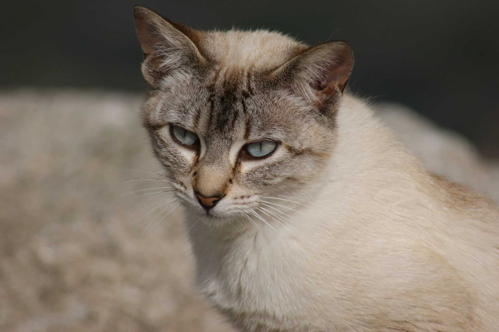 El gatito de la calle