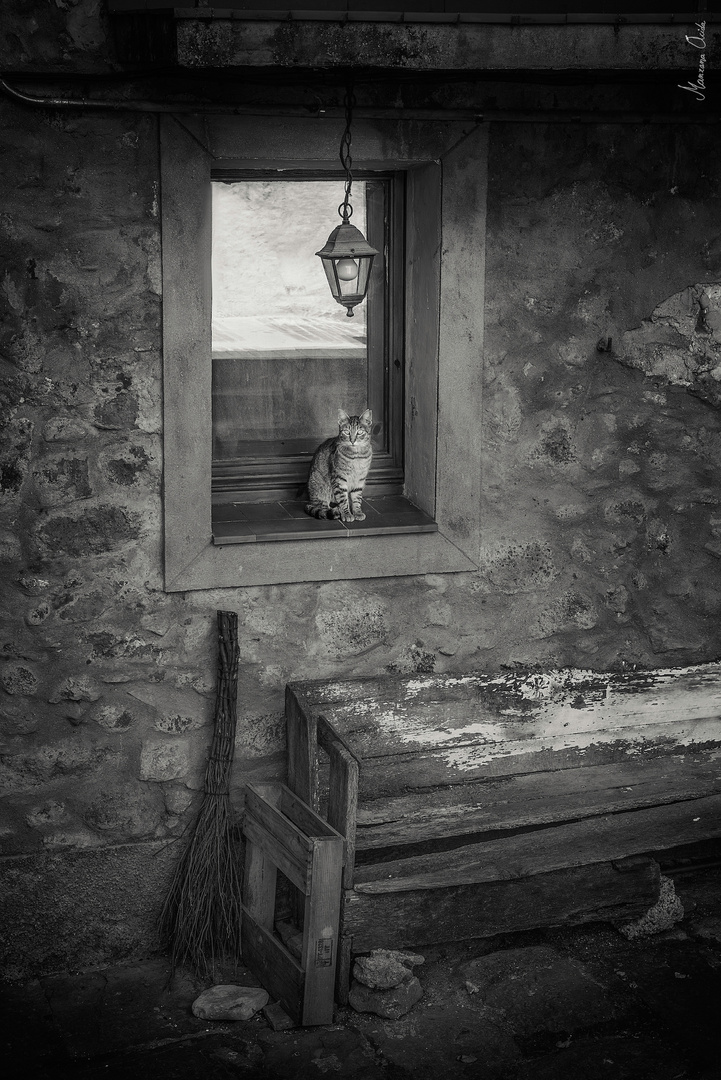 El Gatito En La Ventana...