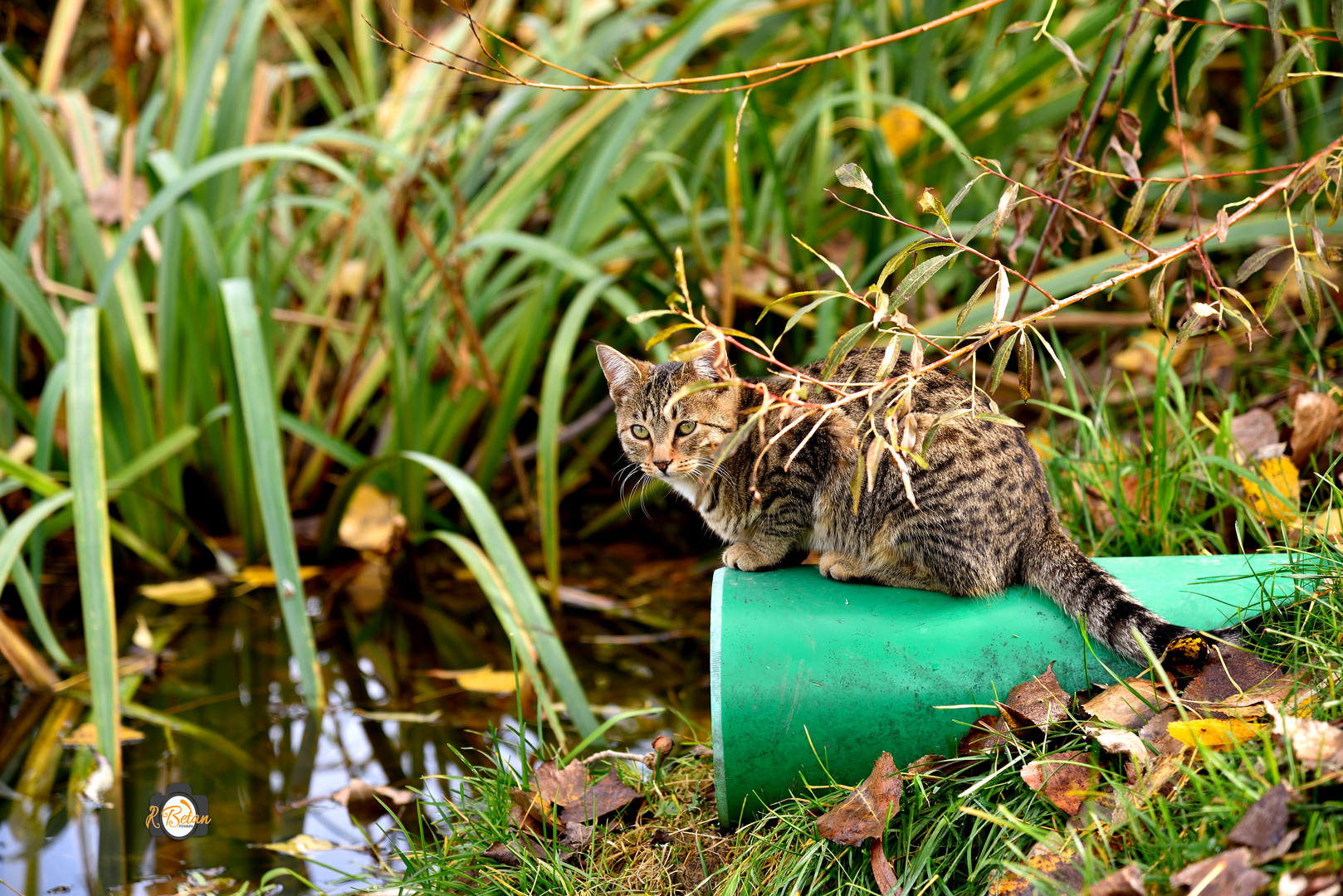 El gatito esperando el Maus