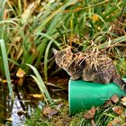 El gatito esperando el Maus