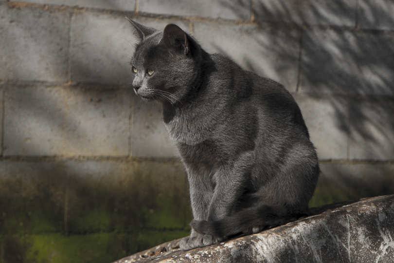 El Gato Al Sol