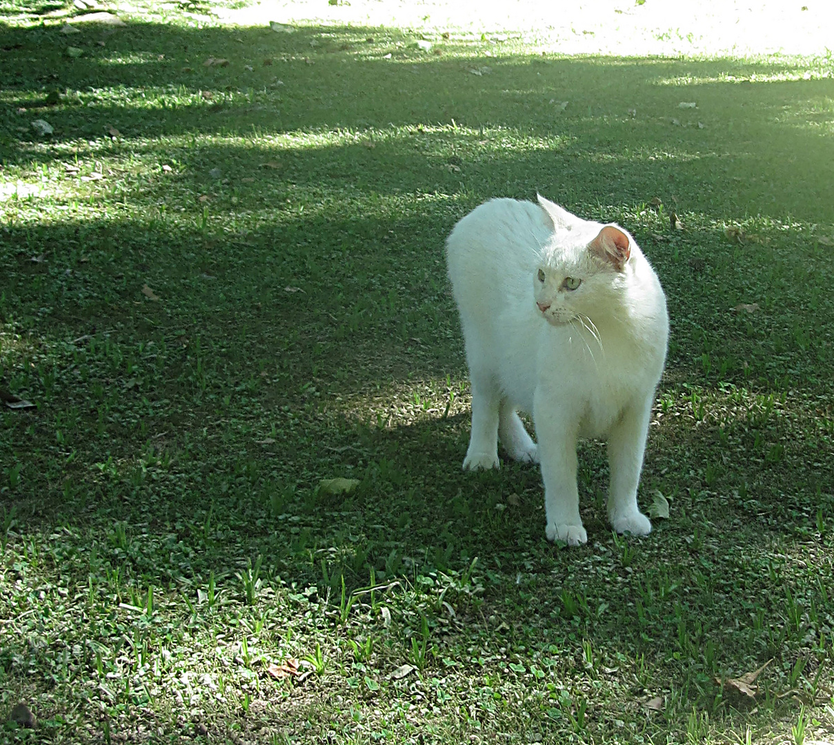 EL gato blanco