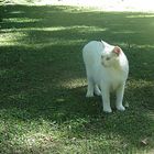 EL gato blanco