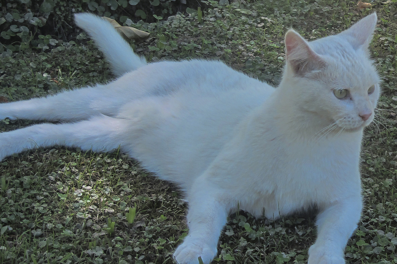 El gato blanco