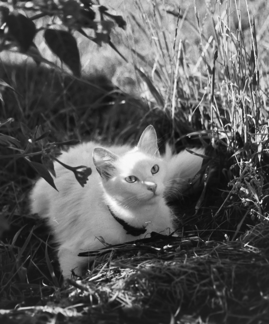 EL GATO BLANCO