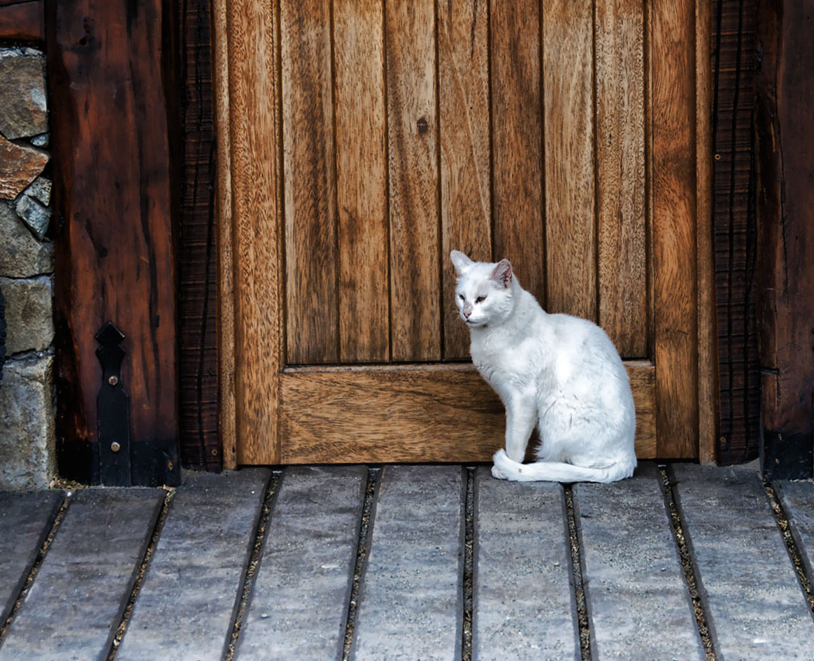 El gato blanco