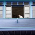 El gato de Cabranes, Asturias