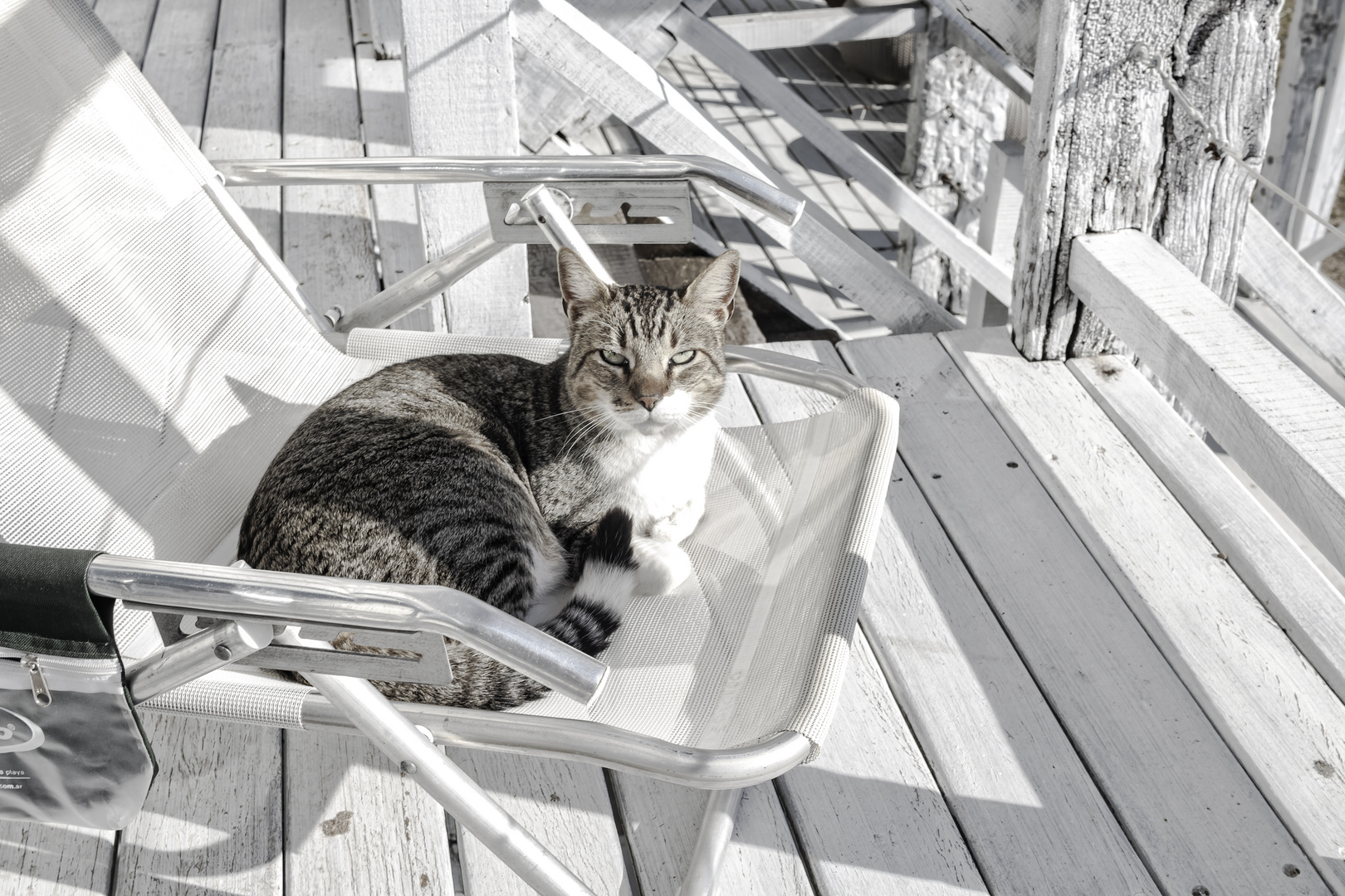 El gato de la playa