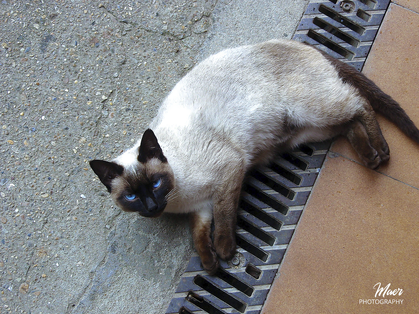 El gato de la presa de Valdeón.León.2010.