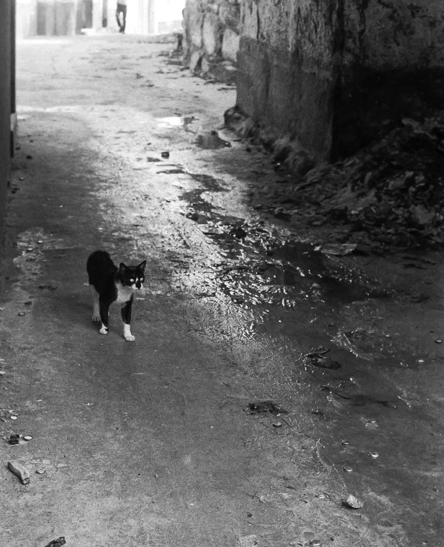 EL GATO DE MUROS.LA CORUÑA