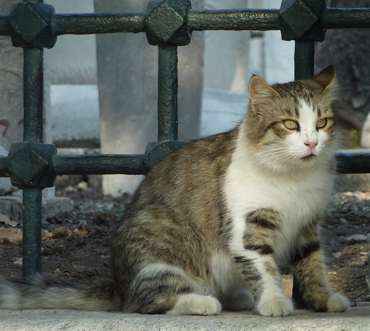 *EL GATO DE SOLIMÁN*