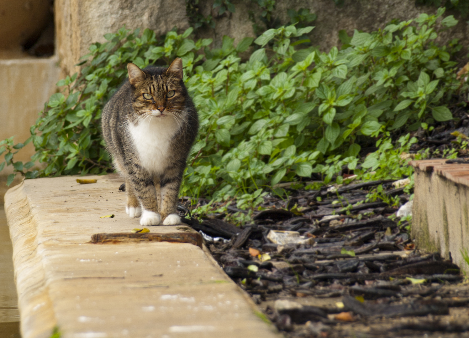 el gato