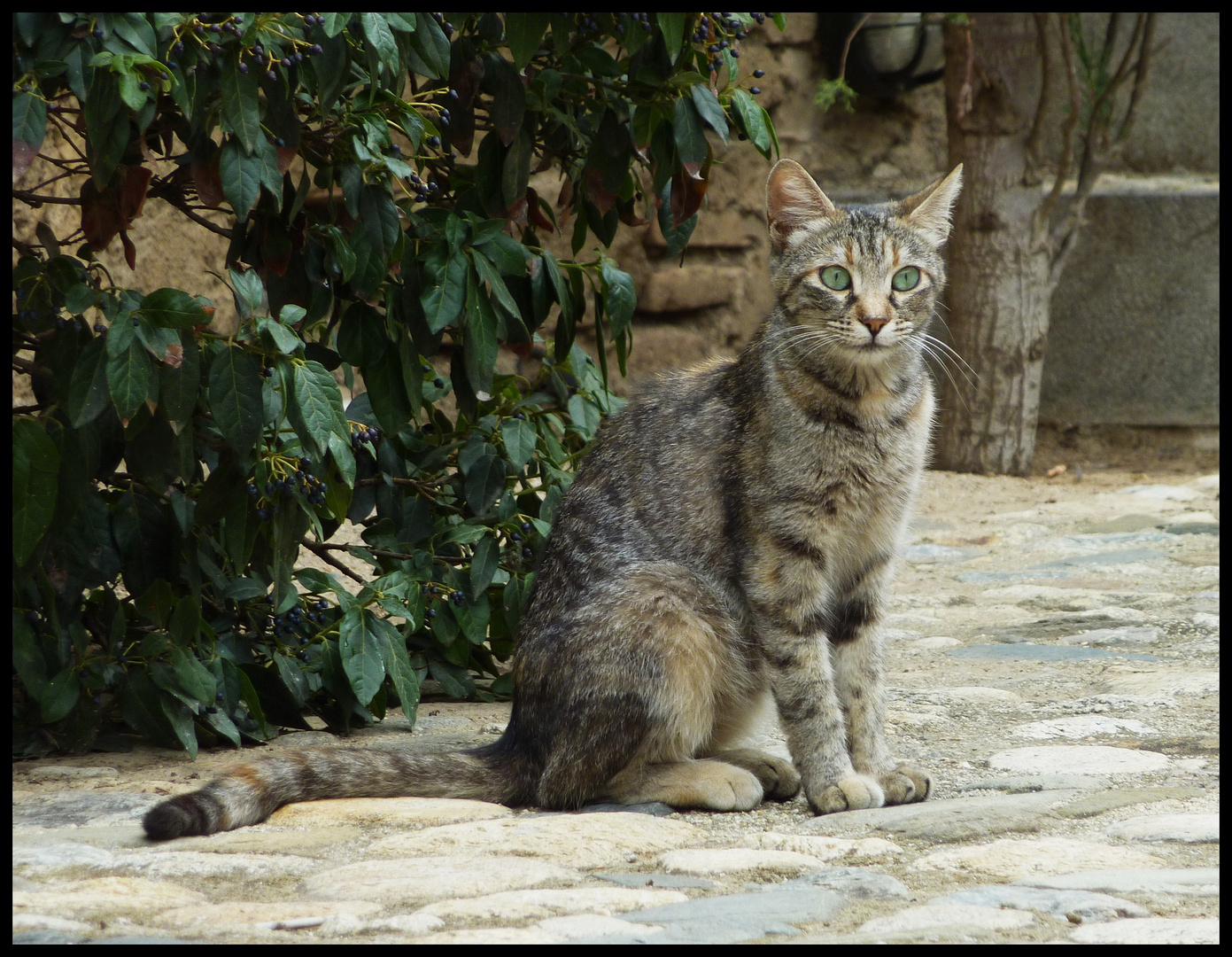 EL GATO (Dedicada a Mari Carmen G.)