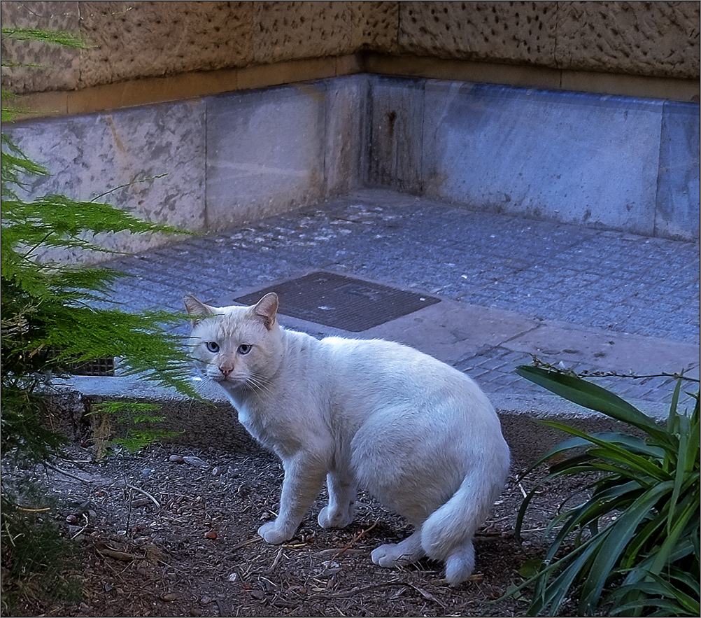 El gato del rabo retorcido --color--