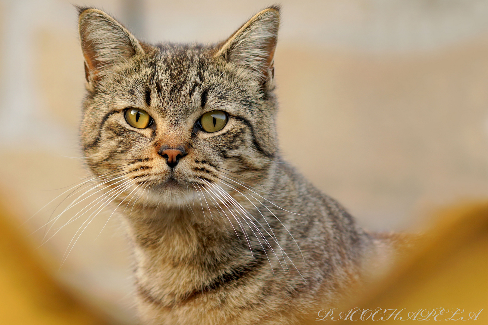 El gato en el tejado