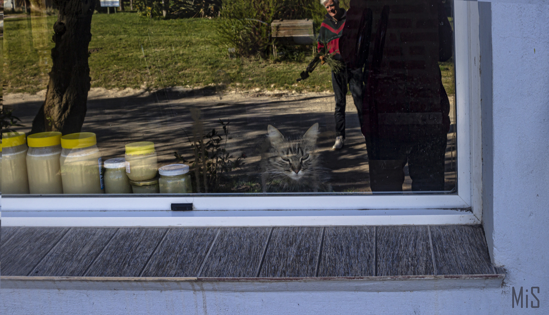 El gato en la ventana