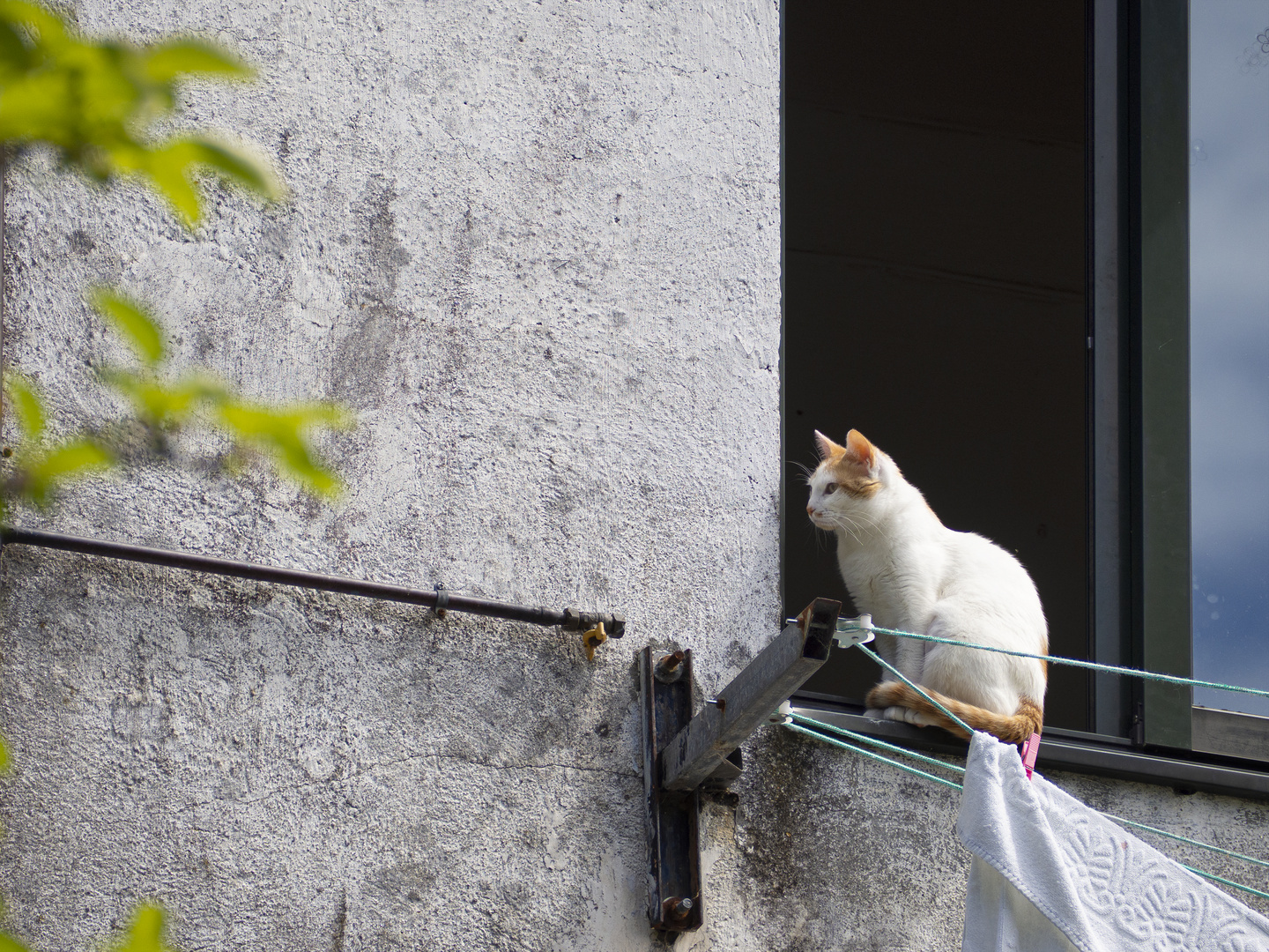 El gato en la ventana.