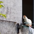 El gato en la ventana.