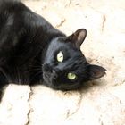 El Gato Espania (The spanish Cat)