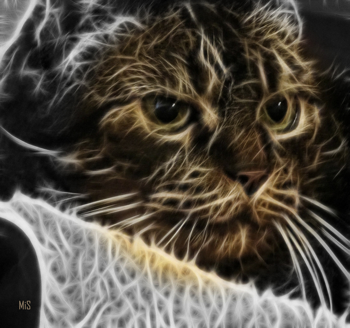 El gato fractalius