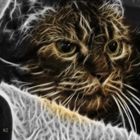 El gato fractalius