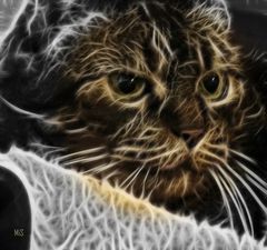 El gato fractalius