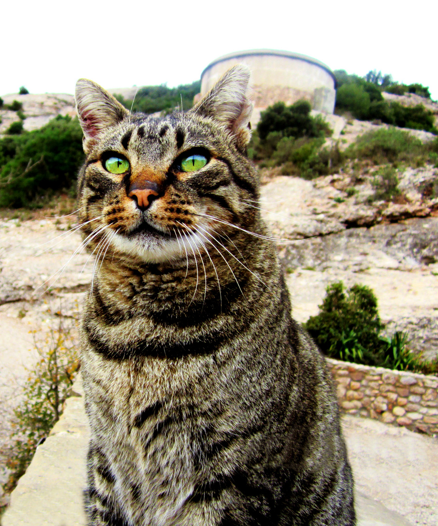 El gato fuera de Barcelona 2