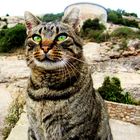 El gato fuera de Barcelona 2