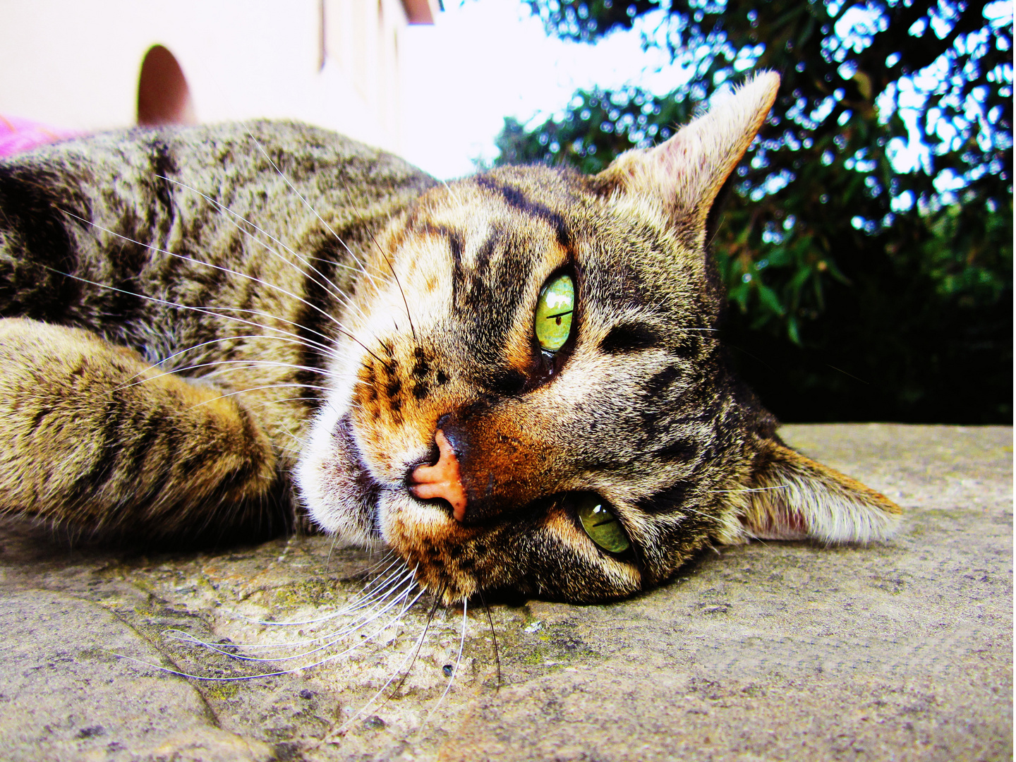 El gato fuera de Barcelona