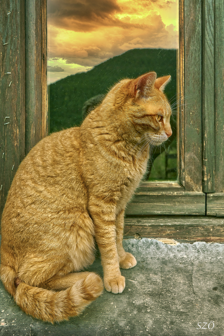 El Gato Paciente