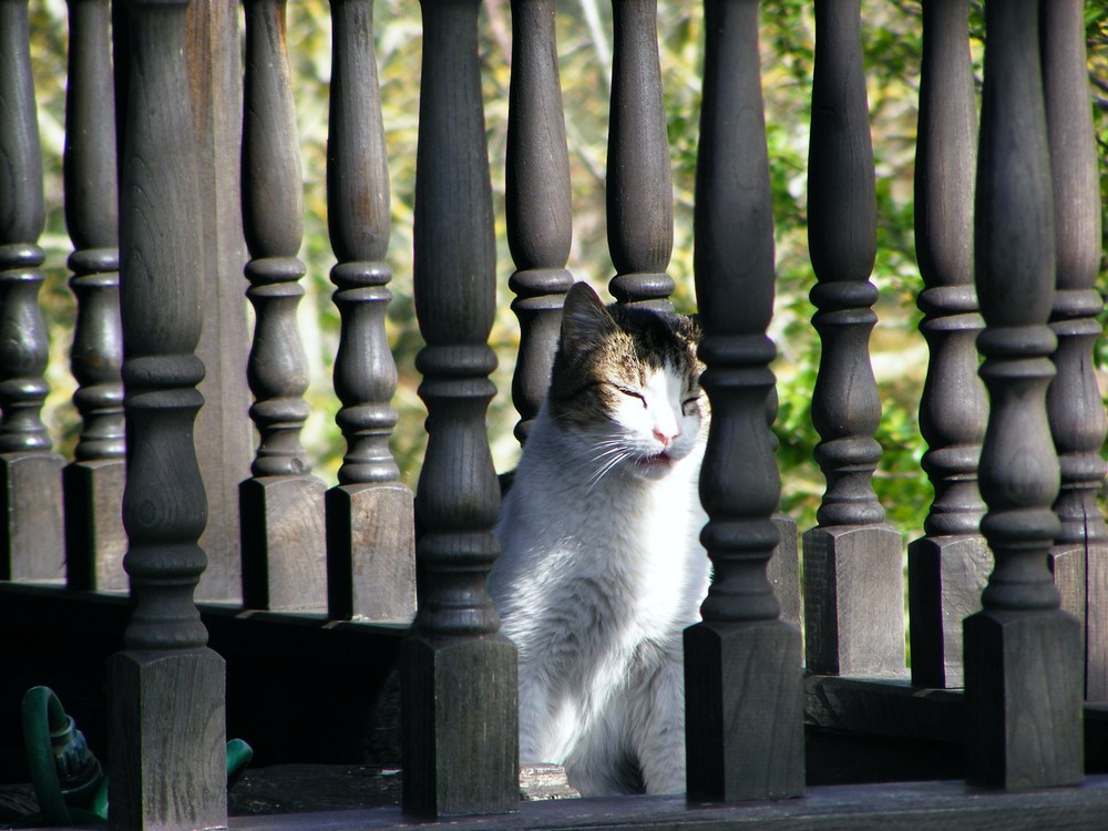 ¡¡¡el gato que está ...tan a gusto!!!