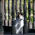 ¡¡¡el gato que está ...tan a gusto!!!