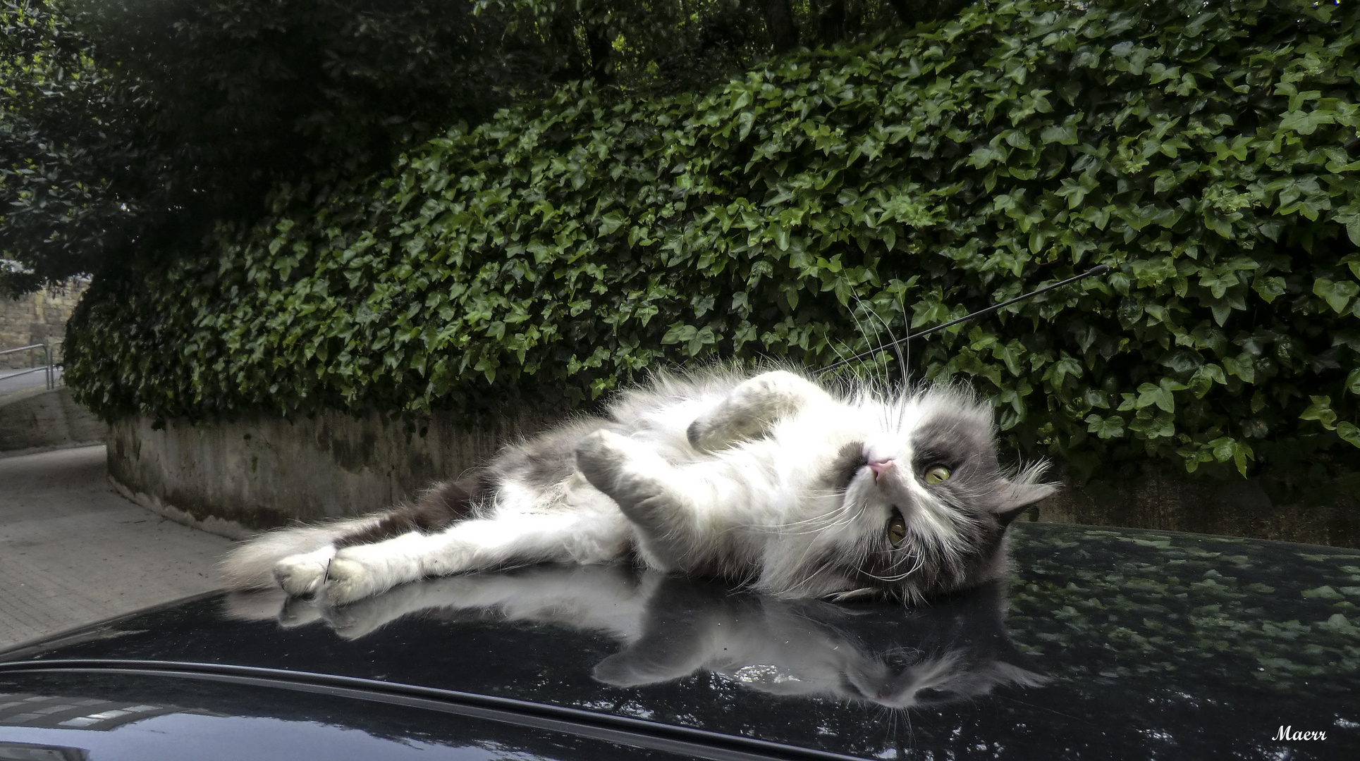 El gato sobre el coche