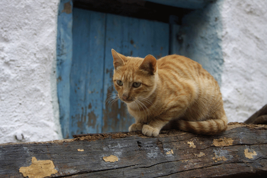 EL GATO SOLITARIO