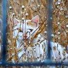 ...el gato tras de la reja...