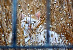 ...el gato tras de la reja...