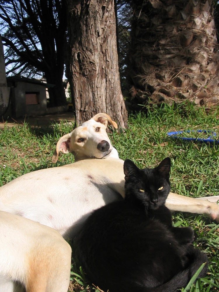 el gato y el perro...¿amigos?